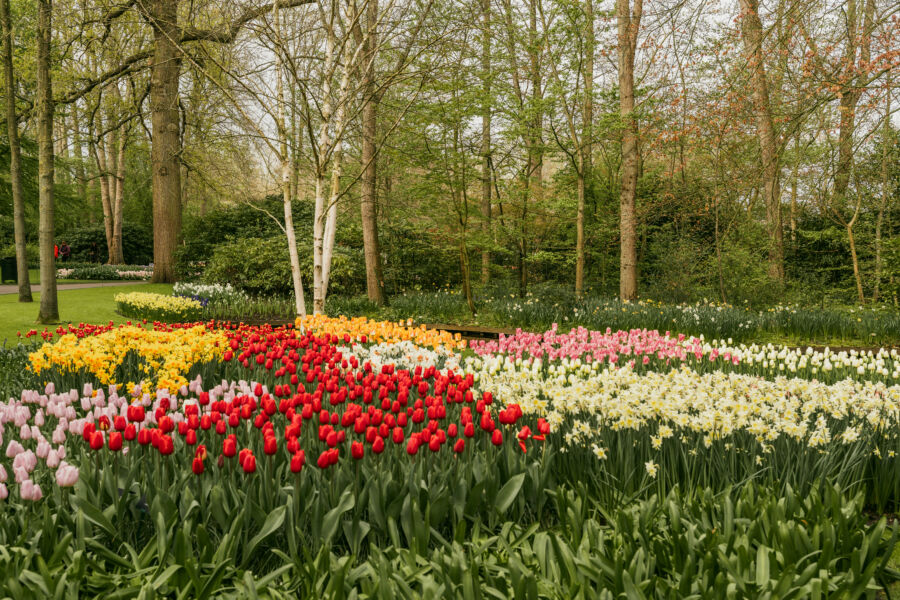 keukenhof gardens lisse the netherlands