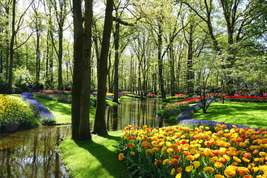 Colorful tulips bloom in the Keukenhof garden, Lisse, Netherlands, showcasing a vibrant spring landscape
