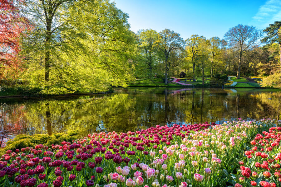 Scenic view of Keukenhof Gardens in Lisse, Netherlands, featuring vibrant tulips and lush green foliage