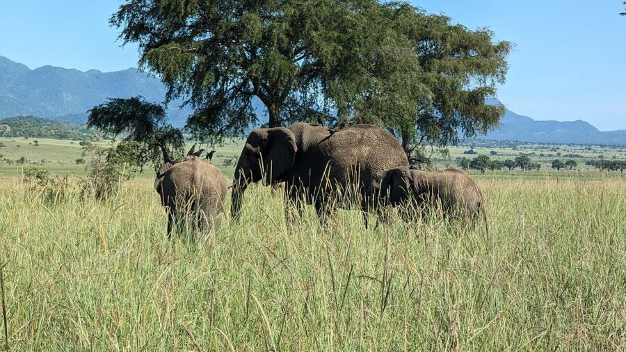 Kidepo Valley National Park