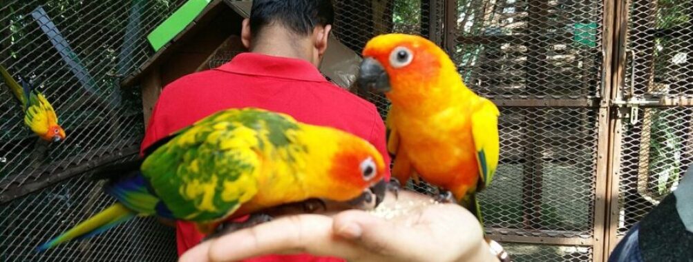 KL Tower Mini Zoo
