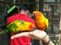 KL Tower Mini Zoo