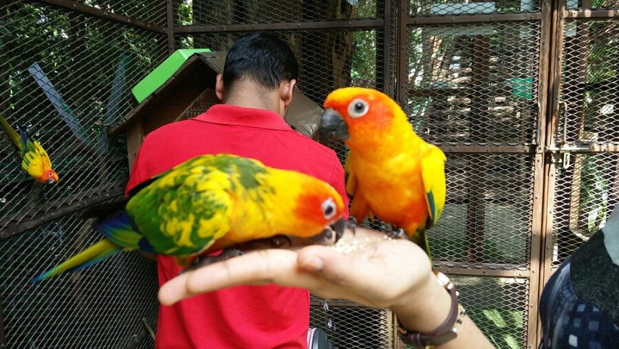 KL Tower Mini Zoo