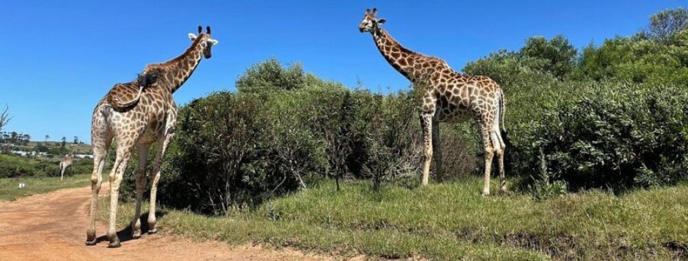 Kragga Kamma Game Park