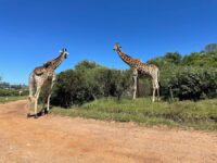 Kragga Kamma Game Park