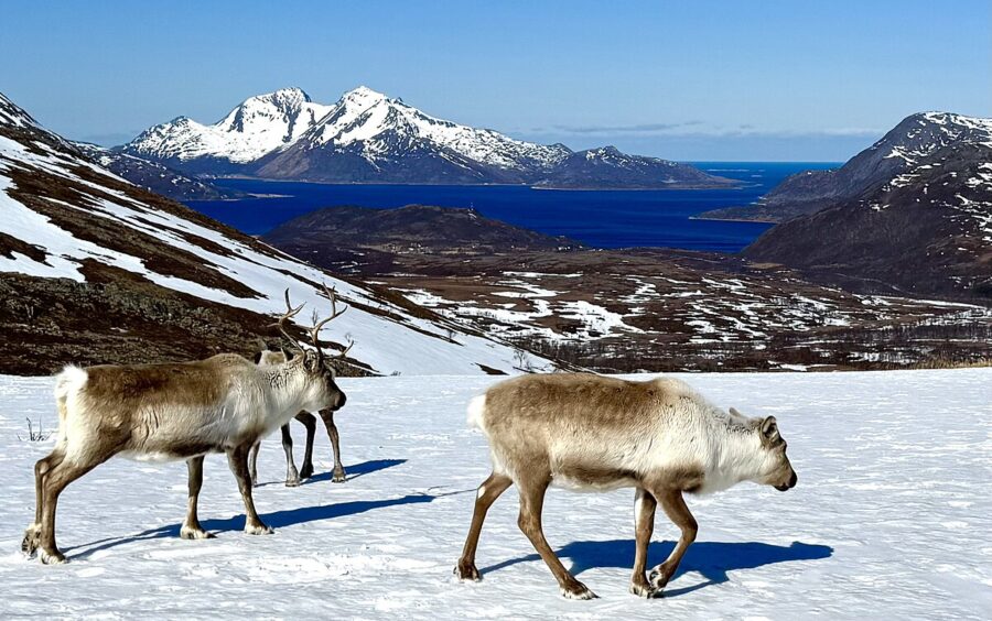 Reindeer standing in the snow on Kvaløya Island, Tromso, Norway, surrounded by a winter landscape.

