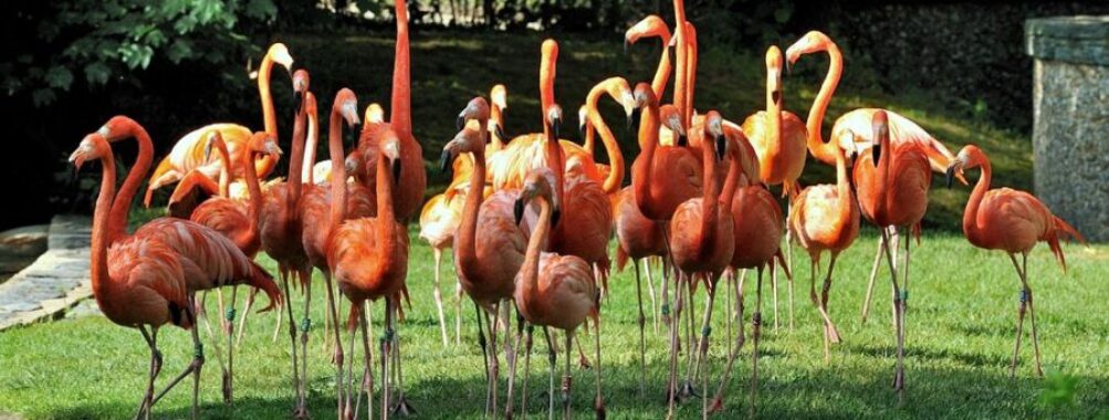 La Ménagerie, le zoo du Jardin des Plantes