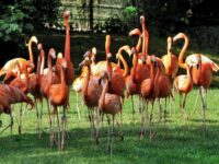 La Ménagerie, le zoo du Jardin des Plantes
