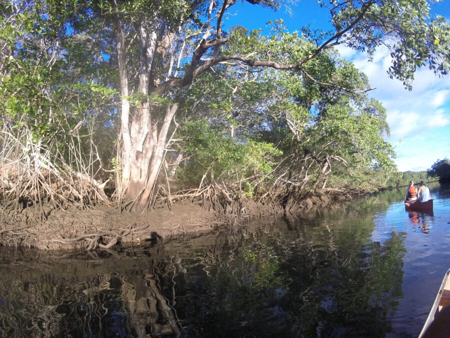 Canoeing through the mangroves of Las Baulas National Marine Park in Guanacaste, Costa Rica, showcasing lush greenery and wildlife