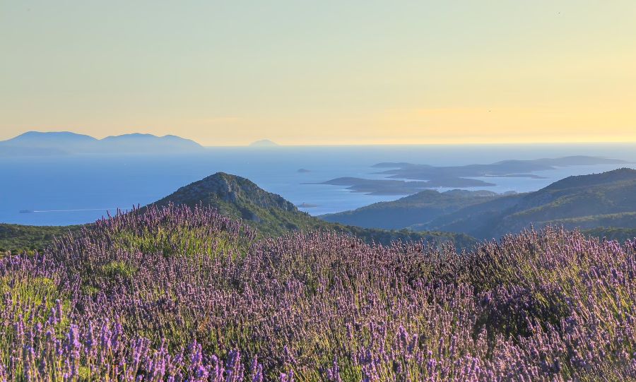 The Lavender Island of Hvar