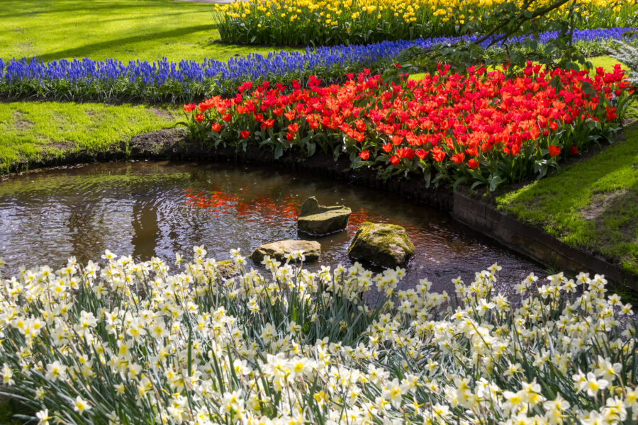 Scenic view of Keukenhof gardens in Lisse, Netherlands, showcasing a vibrant display of colorful flowers in bloom