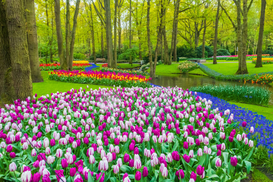 Keukenhof in Lisse, Netherlands, features a breathtaking spring garden with colorful flowers and exquisite ornamental landscaping