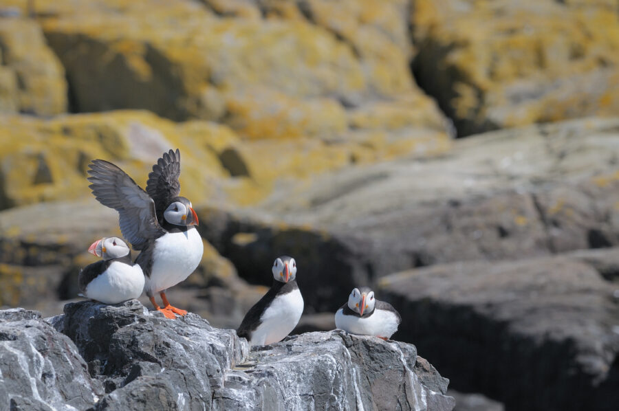 Puffins standing on the rugged cliffs of the Lofoten Islands, with a backdrop of clear blue skies and ocean waves.