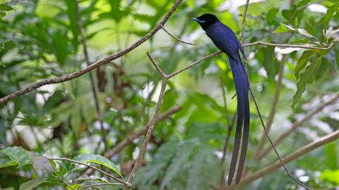 Iridescent long-tailed blue tropical bird with turquoise beak perched on branch in lush green jungle.
