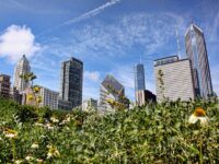 Lurie Garden