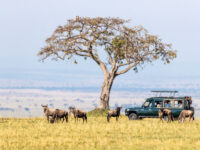Unidentifiable tourists in a safari vehicle watch white-bearded wildebeest in the Masai Mara, Kenya, during the annual Great Migration.