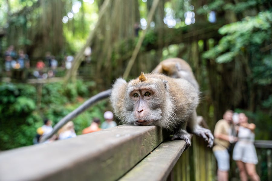 Macaque lounging on a railing in a lush tropical setting with humans nearby.