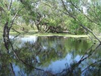 Madrona Marsh Preserve and Nature Center