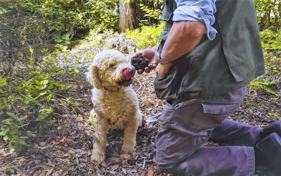 Dog and person truffle hunting in lush forest setting.