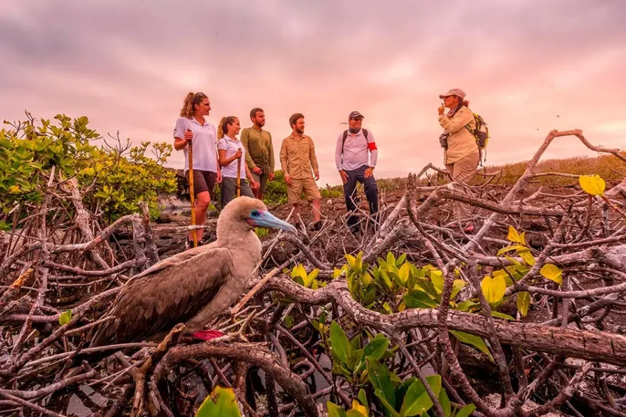 Mangrove exploration: group studies biodiversity among mangroves and unique bird at golden hour.