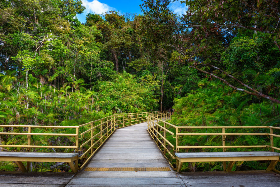 Scenic wooden boardwalk in the dense rainforest of Manuel Antonio National Park, Costa Rica