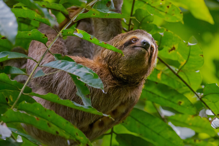 Closeup of a sloth clinging to a tree surrounded by vibrant green leaves in Manuel Antonio National Park