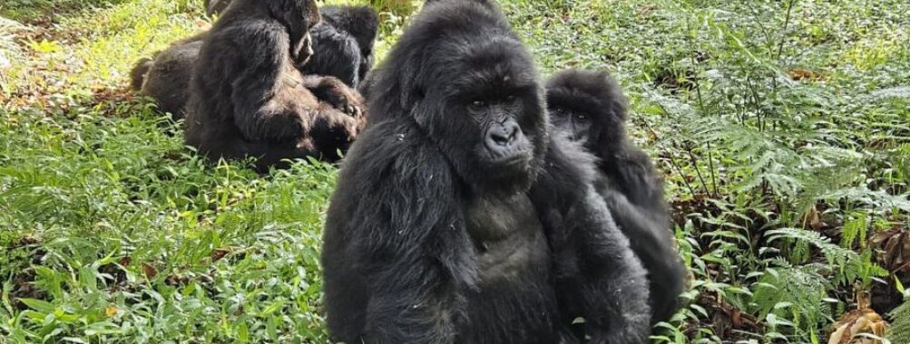Mgahinga Gorilla National Park