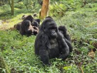 Mgahinga Gorilla National Park