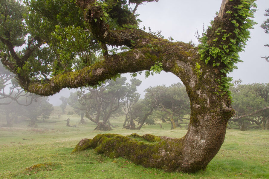 Misty forest with an arched tree, mossy bark, and vibrant leaves.