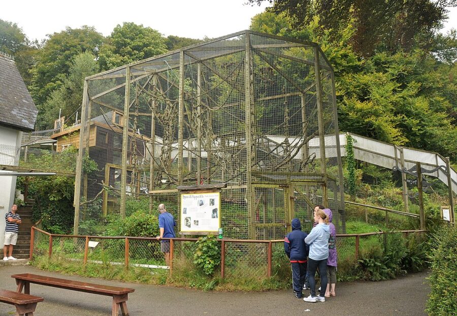 People standing around a monkey enclosure at the Monkey Sanctuary in Cornwall, England, enjoying the view of the animals.
