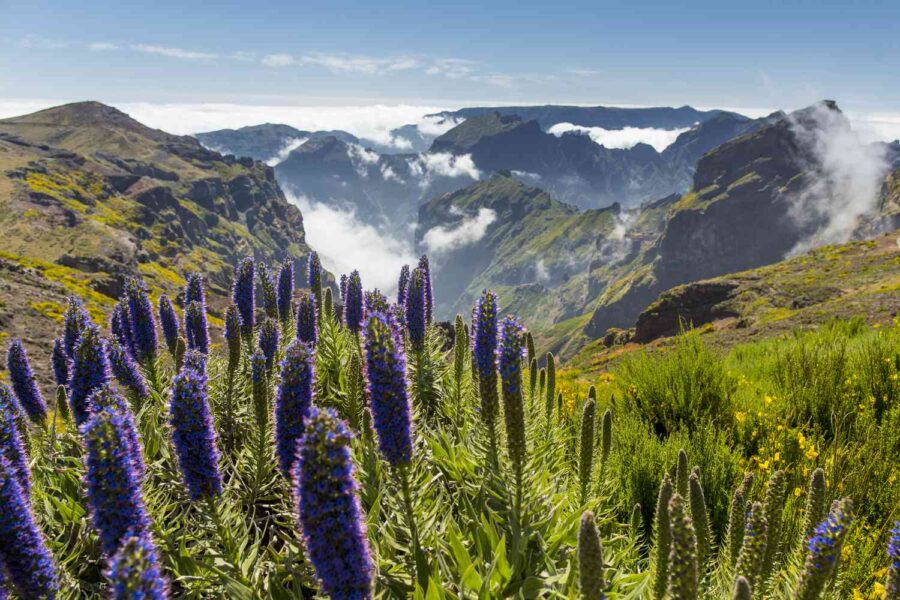 Vibrant purple flowers and dramatic mountains under a blue sky in Madeira.