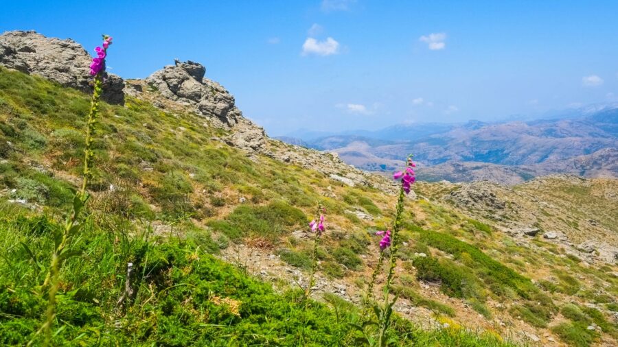 Serene mountainous landscape with vibrant flora, rolling hills, and bright blue sky at Gennargentu National Park.