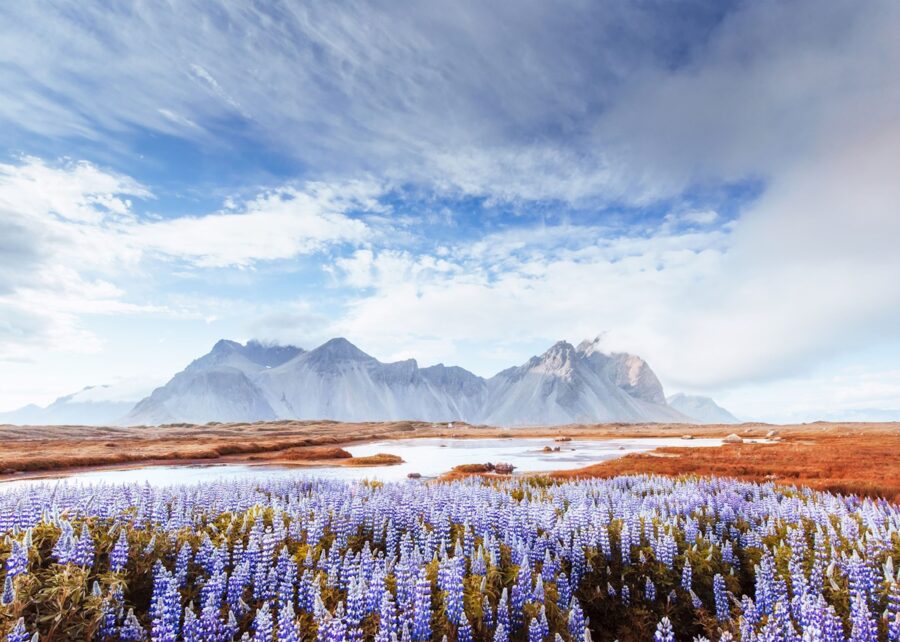 Breathtaking mountain landscape with purple lupines, tranquil water, and majestic peaks.
