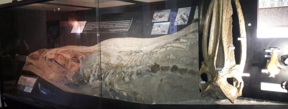 Museo de Historia Natural