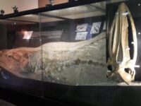 Museo de Historia Natural