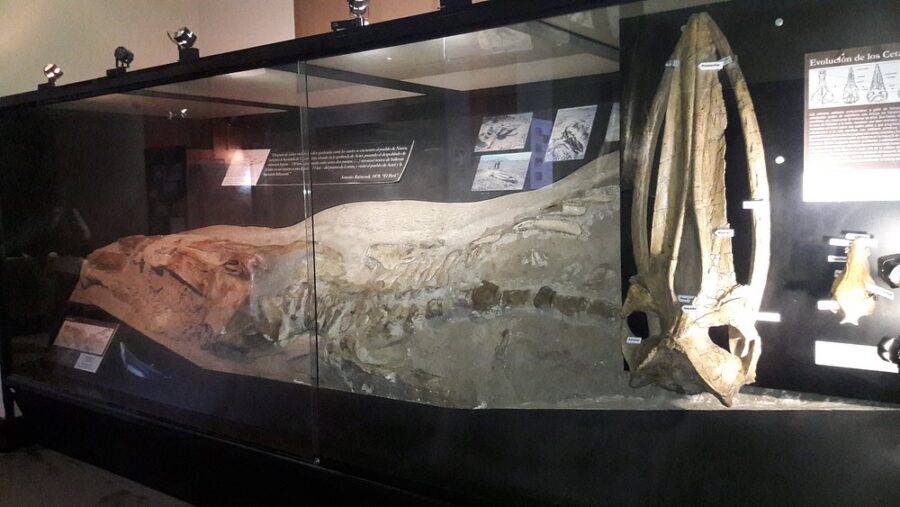 Museo de Historia Natural