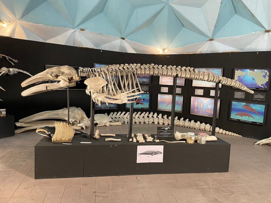 Exhibit of bones and marine items at Museo de la Ballena, La Paz, Mexico, highlighting the region's oceanic heritage.