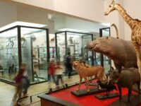 Nancy Museum-Aquarium
