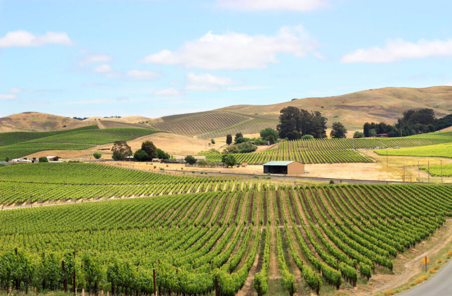 Expansive vineyard landscape in Napa Valley, California, featuring lush grapevines and rolling hills