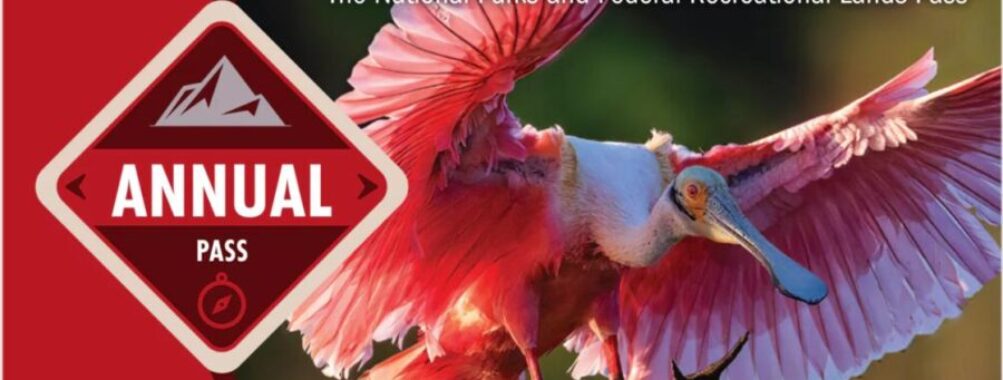 Roseate spoonbill on America the Beautiful pass for national parks and federal lands.