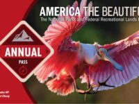 Roseate spoonbill on America the Beautiful pass for national parks and federal lands.