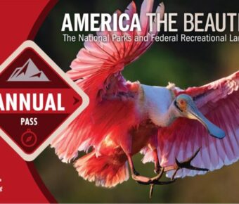 Roseate spoonbill on America the Beautiful pass for national parks and federal lands.