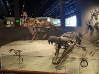 Natural History Museum of Utah