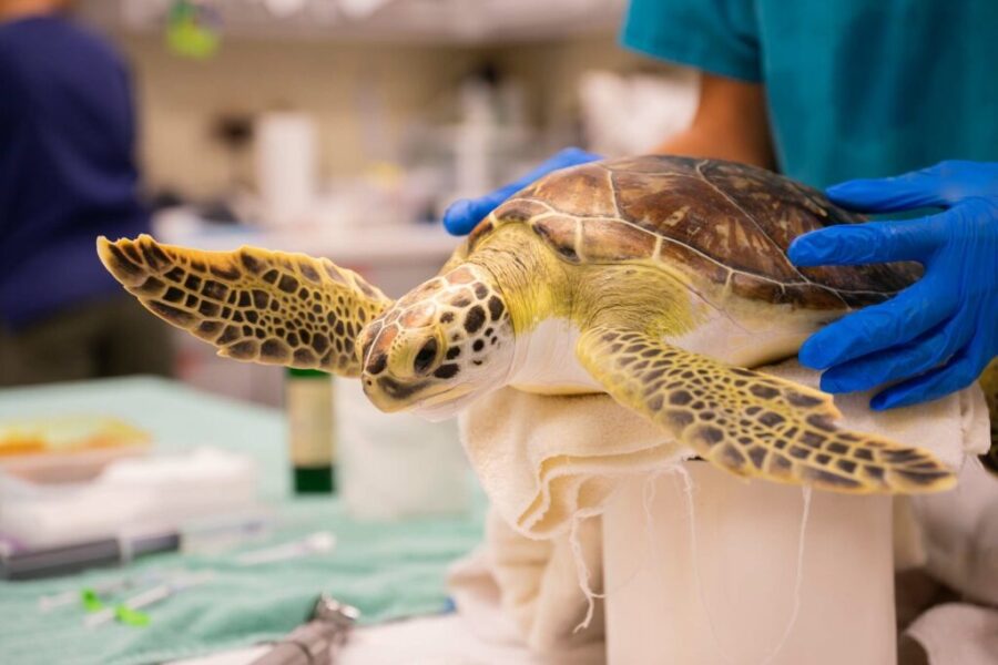 Sea turtle is being carefully examined by a person at the Georgia Sea Turtle Center for health assessment.