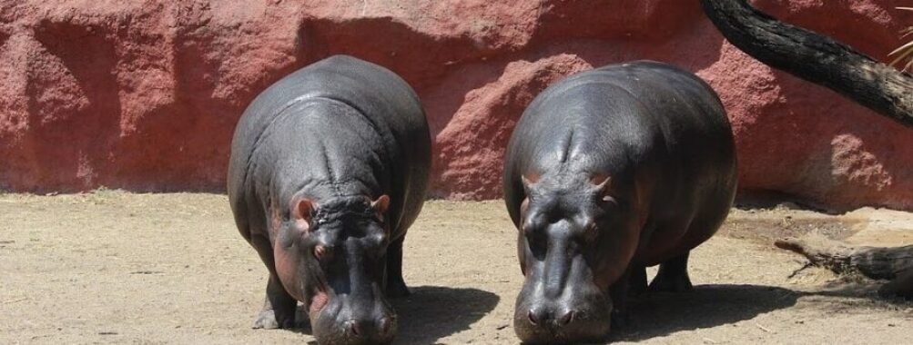 Nehru Zoological Park