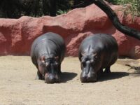 Nehru Zoological Park