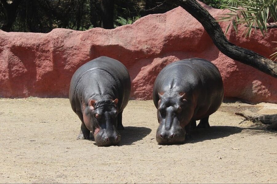 Nehru Zoological Park