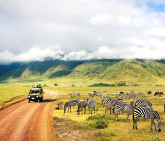 Wild nature of Africa. Zebras against mountains and clouds.