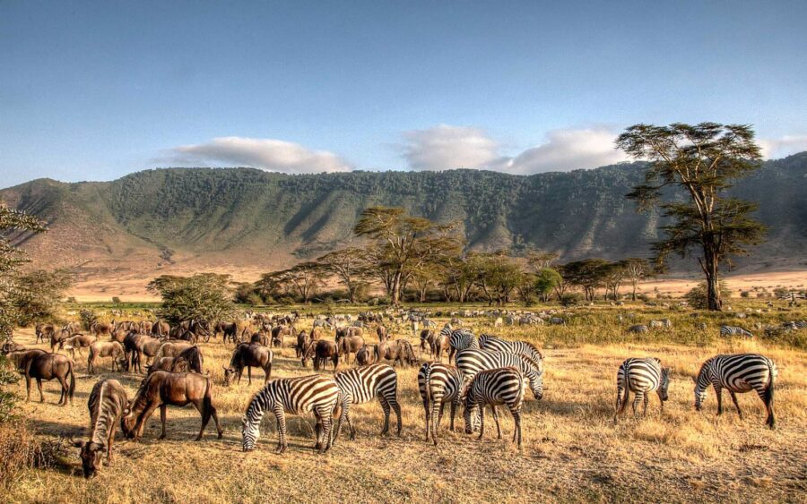 Ngorongoro Crater wildlife: zebras, wildebeests, biodiversity, grasslands, ecosystem, animals, nature.