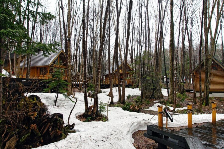 Ningle Terrace cabins nestled among tall, bare trees with patches of snow on the ground in Hokkaido